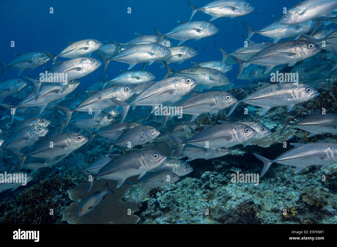 School of Bigeye trevally. Stock Photo