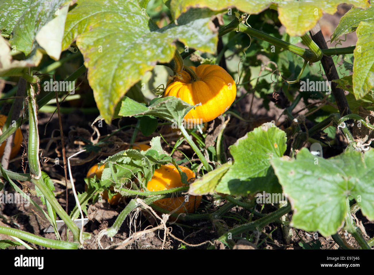 Gourds Growing on Allotment in Great Bardfield in Essex UK Stock