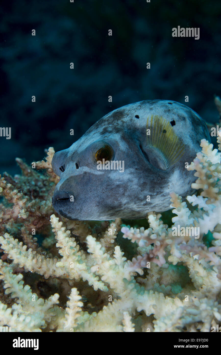 Close-up of a Blue-spotted pufferfish nestled amid a stony coral in the Acropora family. Stock Photo