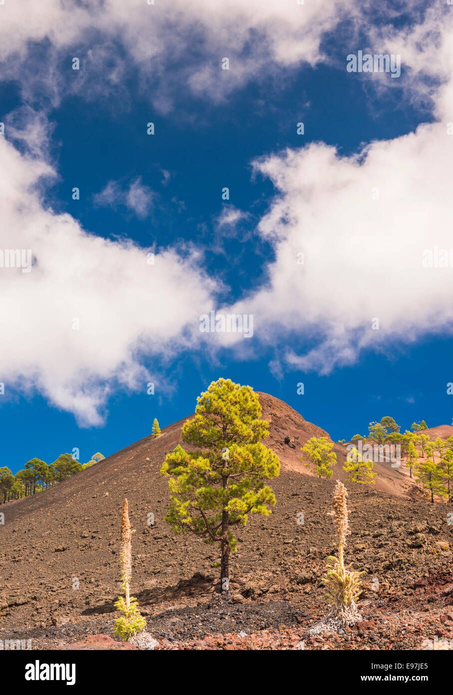 Montana Boca Cangrejo, a scoria cone in western Tenerife formed in the 1492 eruption, with taginaste rojo in foreground Stock Photo