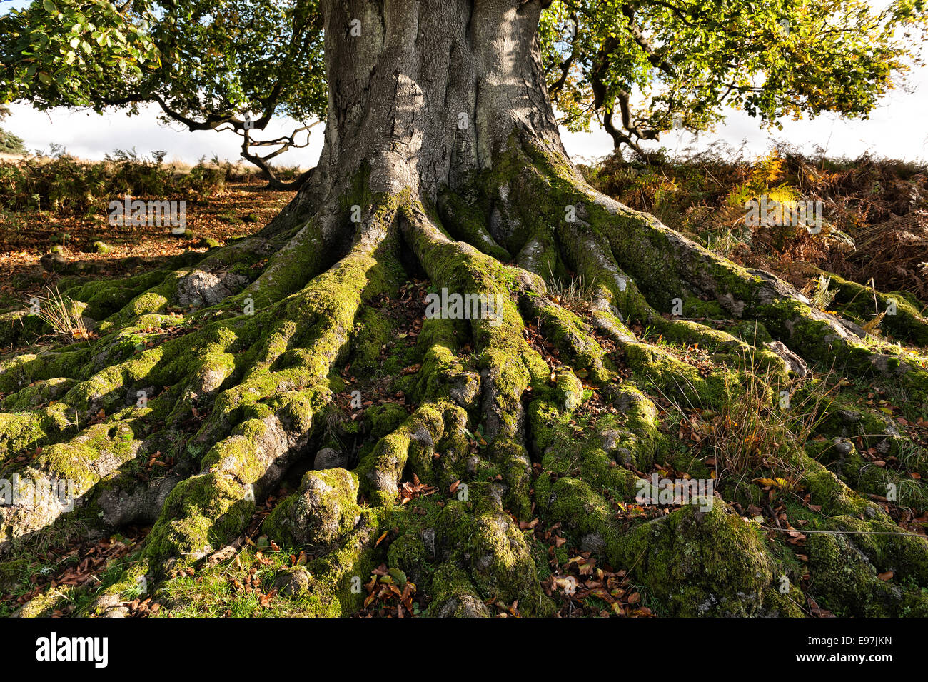 tangled root of ancient  massive English beech tree overgrown with moss a secure strong footing on a gentle slope Stock Photo