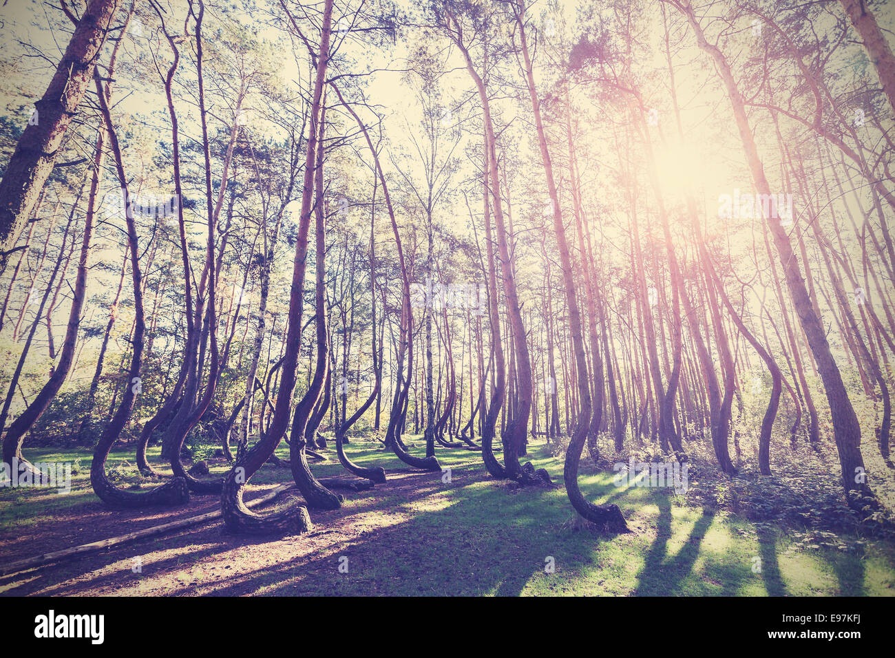 Vintage style picture of Crooked Forest, Gryfino in Poland. Stock Photo