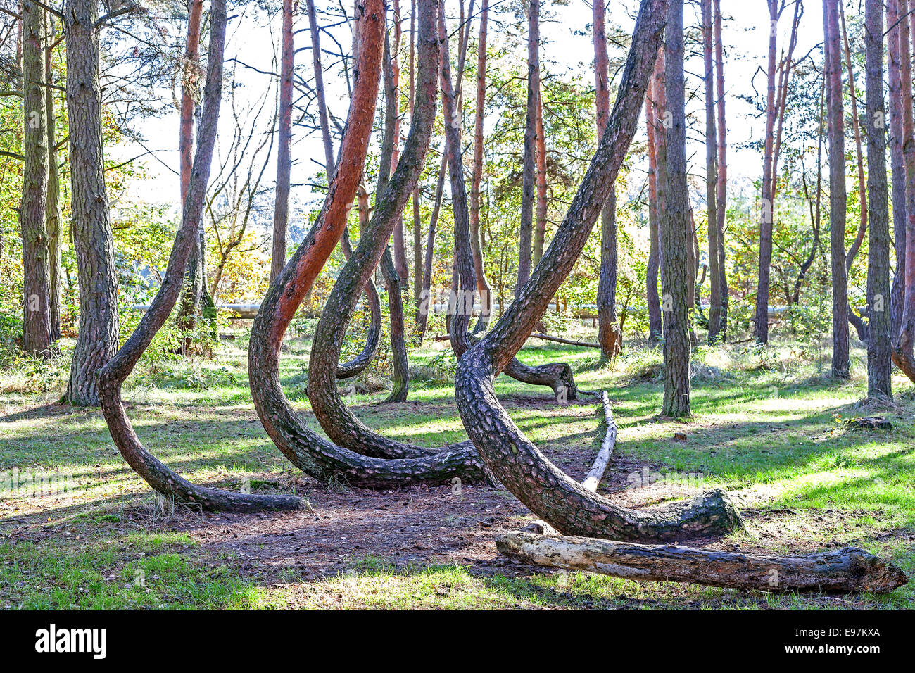 Grove of oddly shaped pine trees in Crooked Forest, Poland. Stock Photo