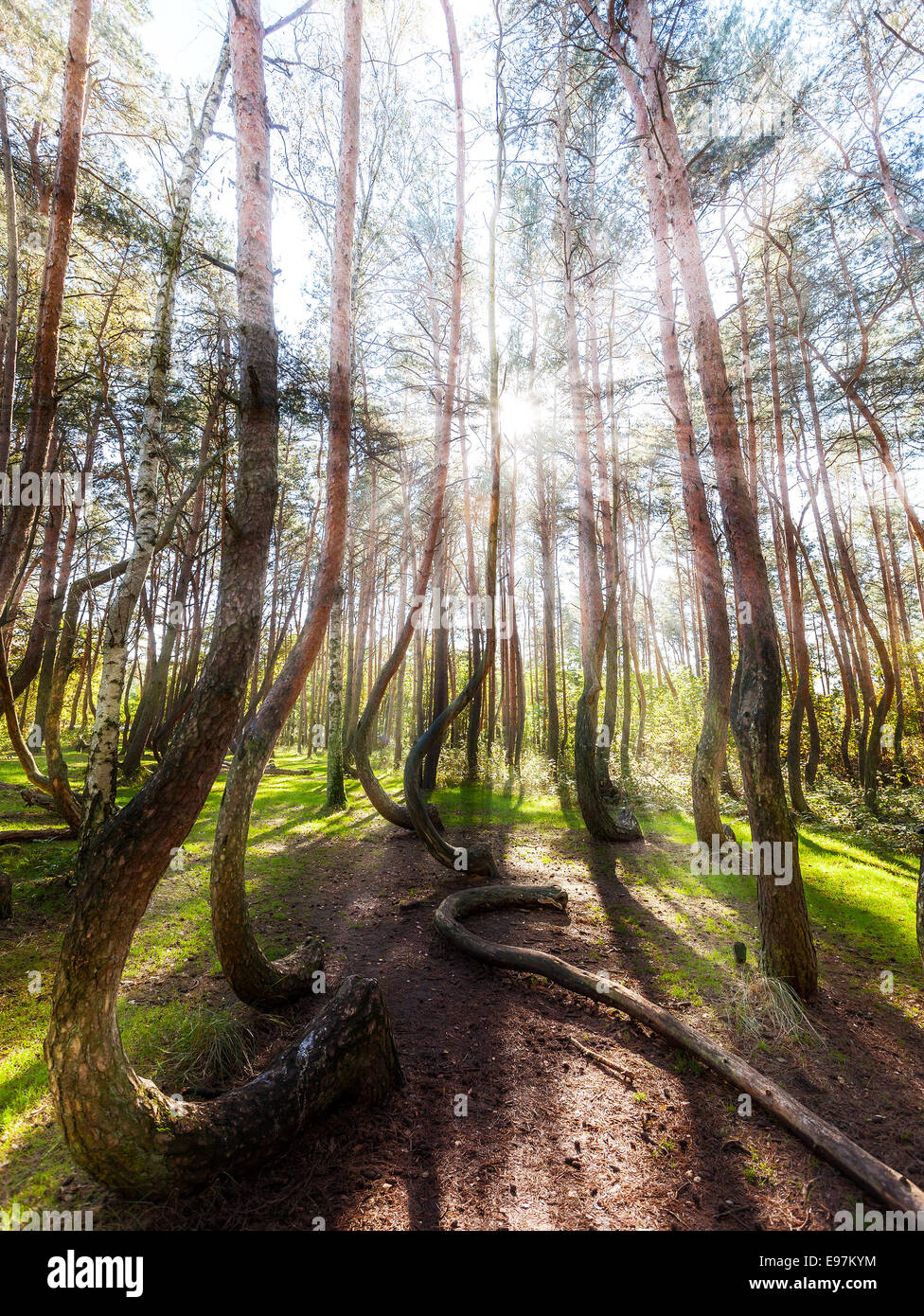Beautiful morning in the Crooked Forest with sun rays and long shadows. Stock Photo