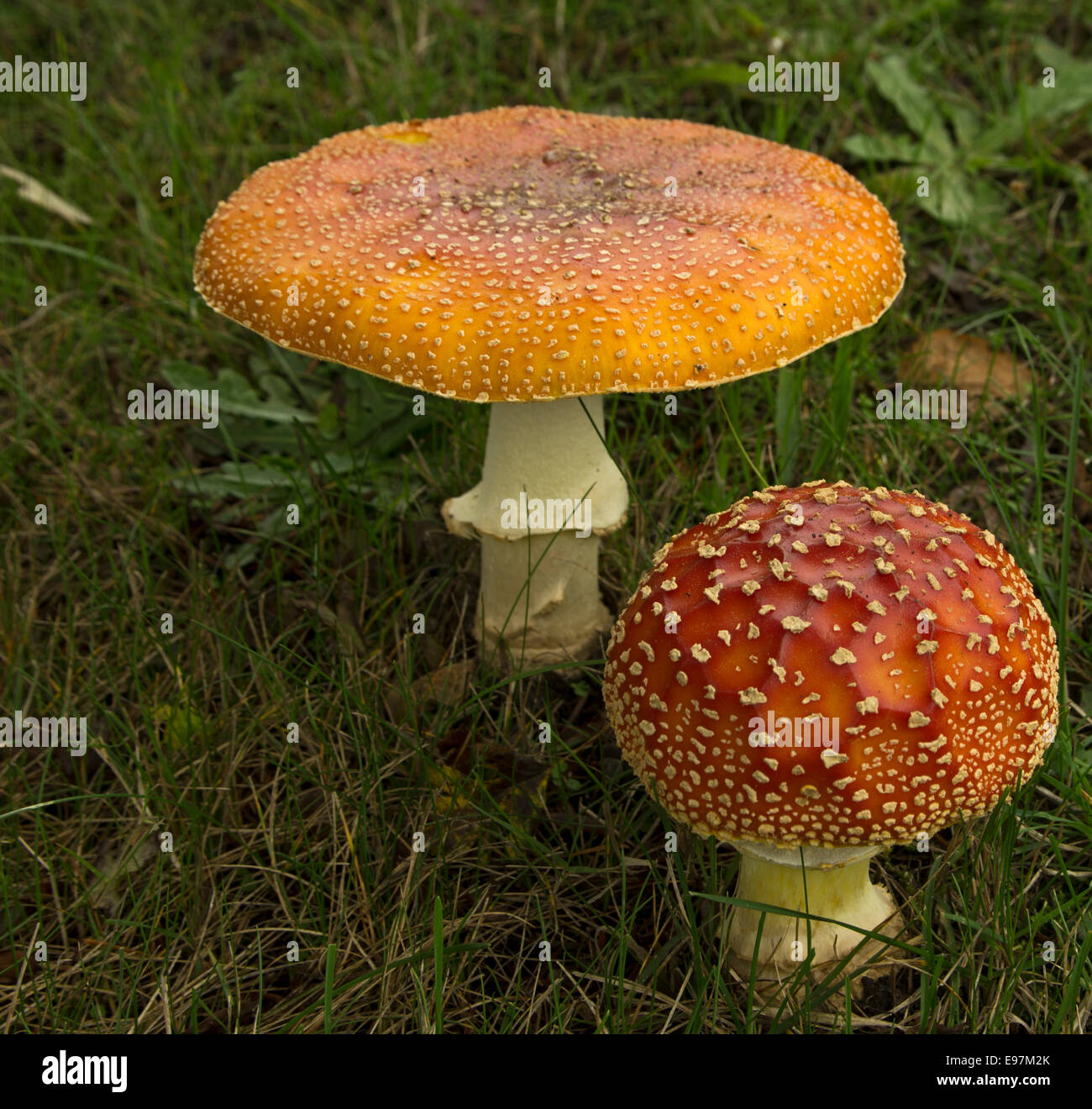 fly agaric mushroom Amanita muscaria Stock Photo