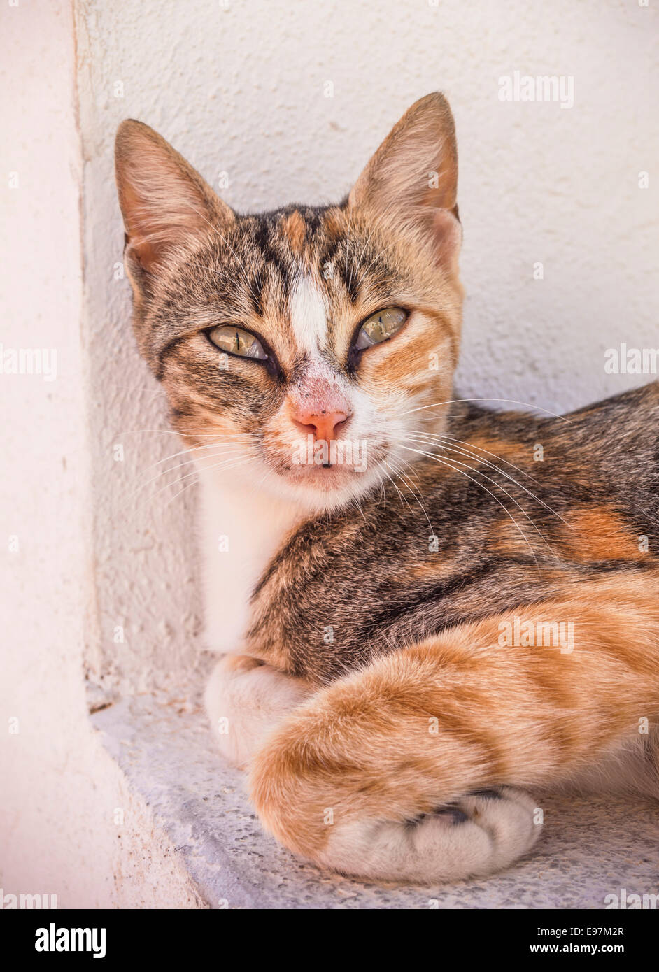Wild Tabby Cat looking into camera, Fira, Santorini, Thira, Cyclades islands, Aegean Sea, Greece, EU, Europe Stock Photo