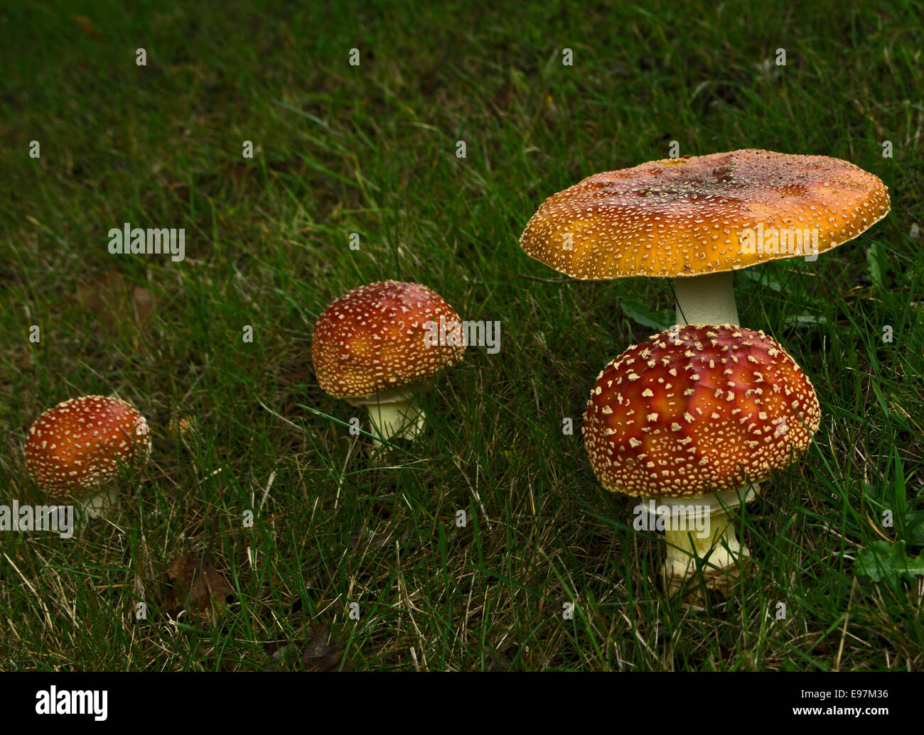 fly agaric mushroom Amanita muscaria Stock Photo