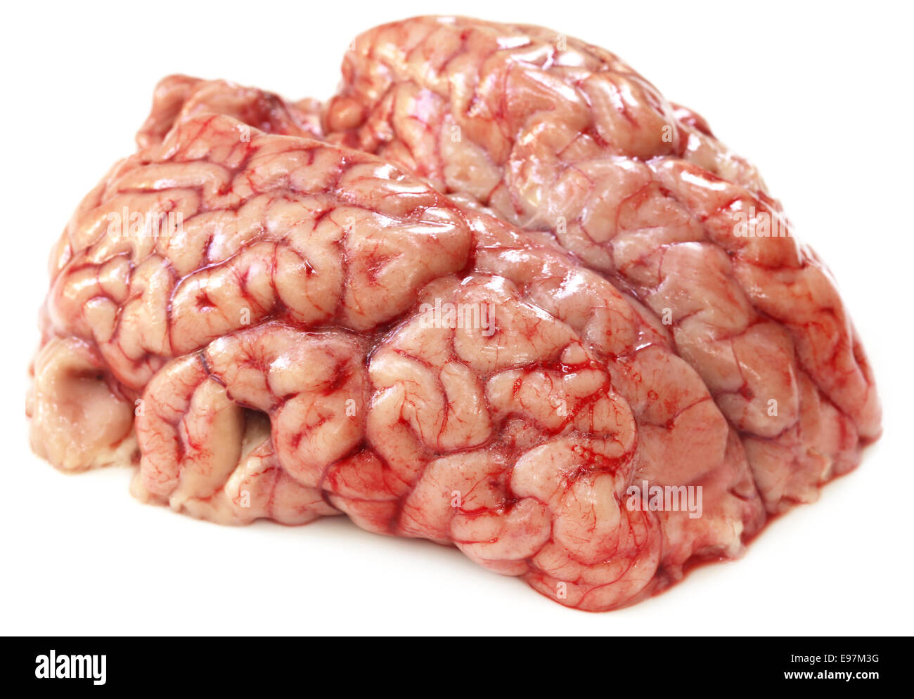 Brain of a cow over white background Stock Photo