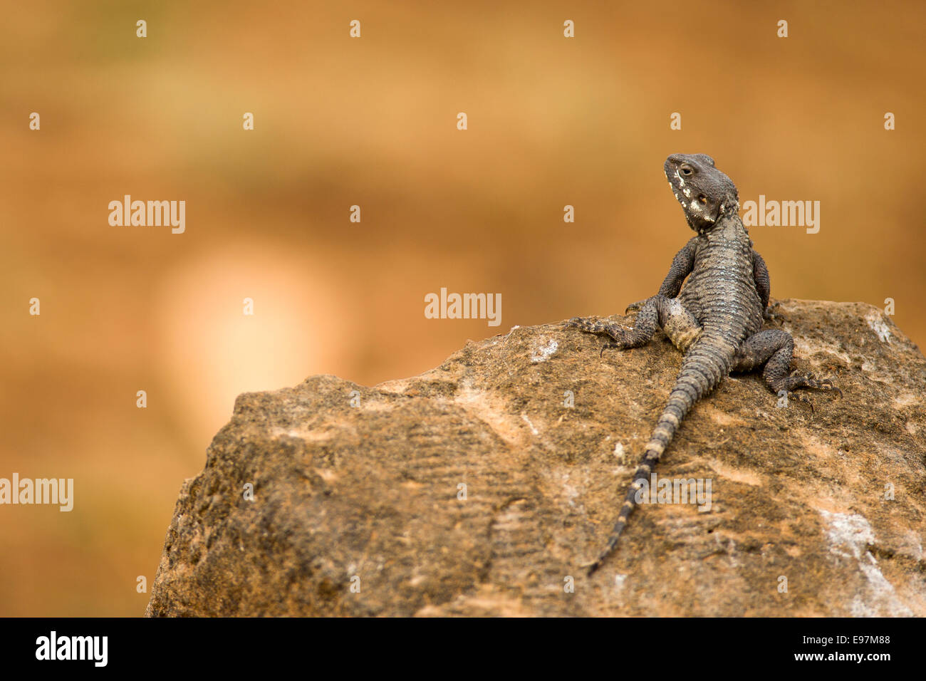 Stellagama (Stellagama stellio) AKA stellion, hardim, hardun, star lizard, painted dragon, starred agama, sling-tailed agama and Stock Photo