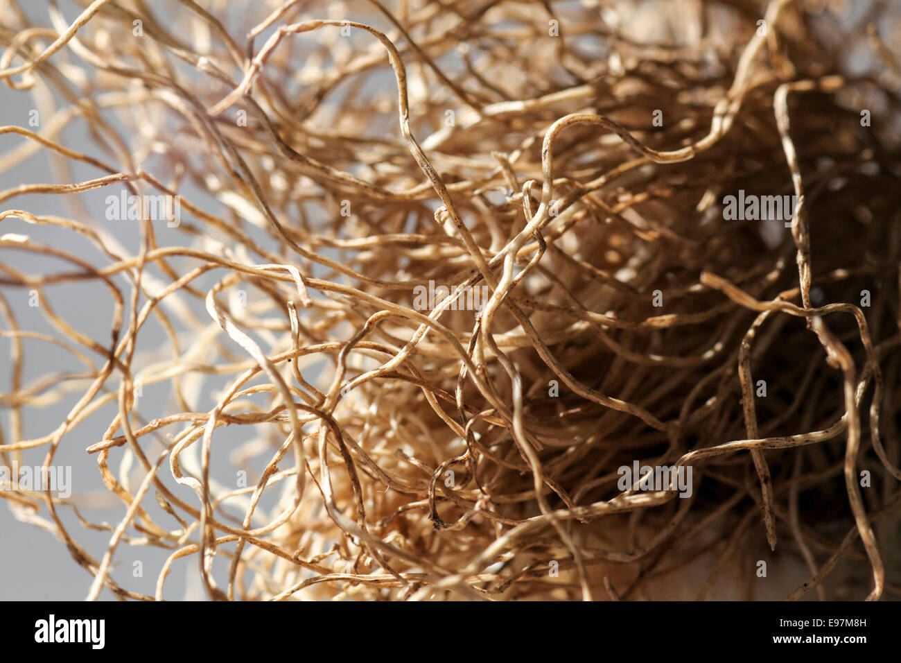 Tangled Roots - Close up Stock Photo