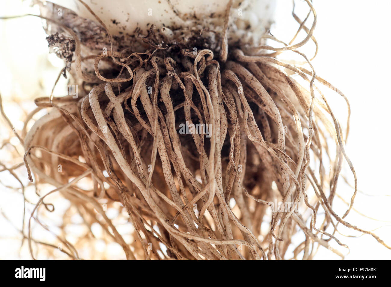 Tangled Roots - Close up Stock Photo