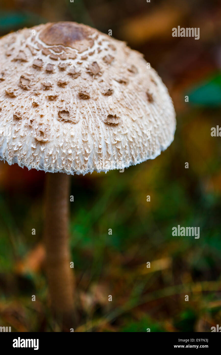 Parasol mushroom (Macrolepiota procera). Gorbeia Natural Park. Biscay, Basque Country, Spain, Europe. Stock Photo