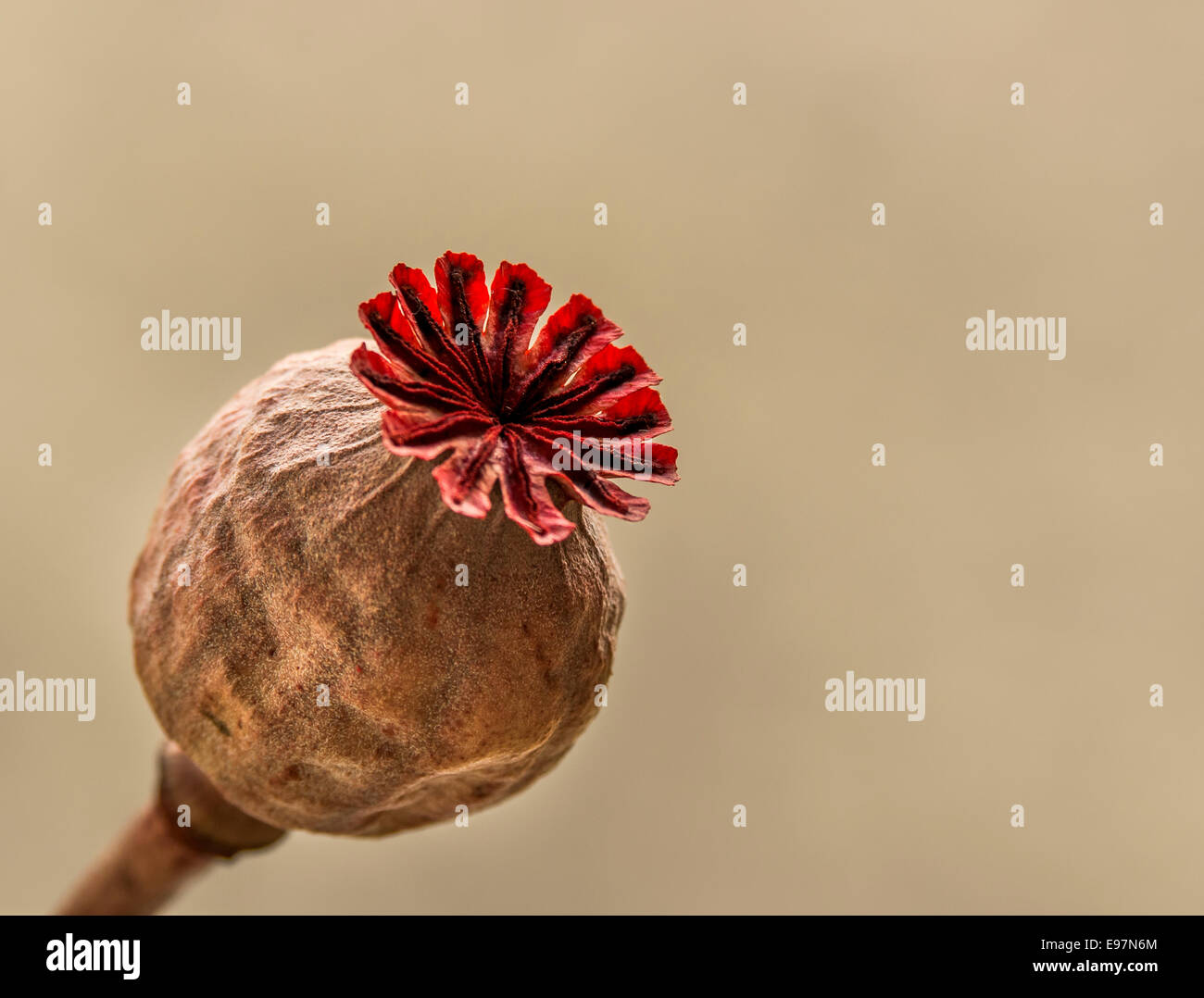 Poppy seed head Stock Photo Alamy