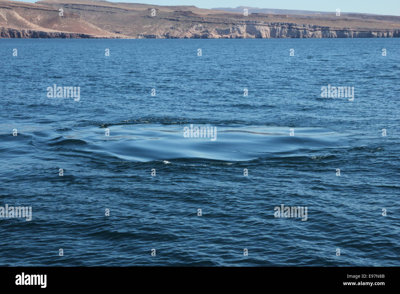 Humpback Whale Footprint off coast of Baja California Stock Photo