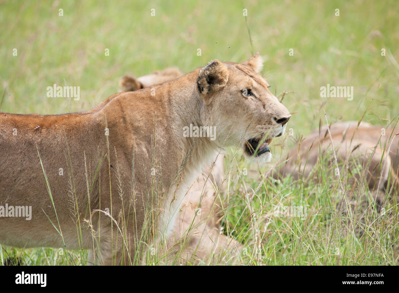 lion the king in the savanna of africa Stock Photo Alamy