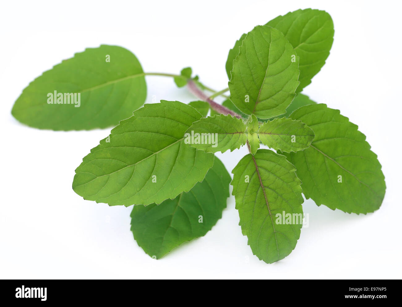 Tulsi Leaf High Resolution Stock Photography and Images - Alamy