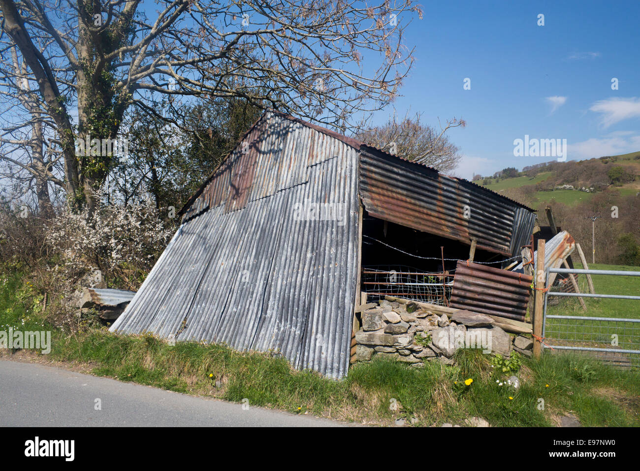 Collapsed derelict shed or farm outbuilding Near Tregaron Ceredigion Mid Wales UK Stock Photo