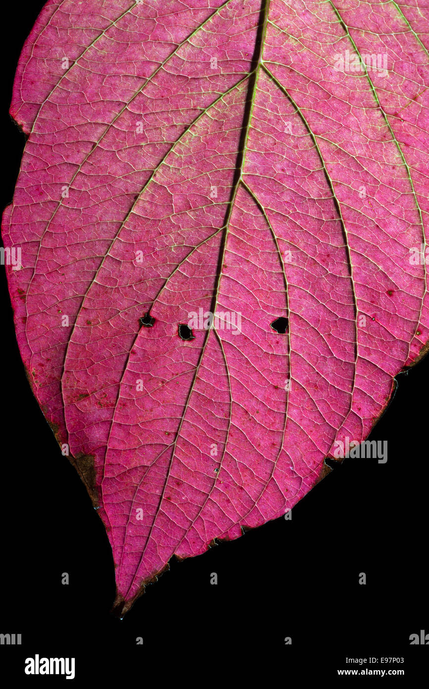 Leaf of Red twig Dogwood Cardinal Cornus sericea in mid October Stock Photo