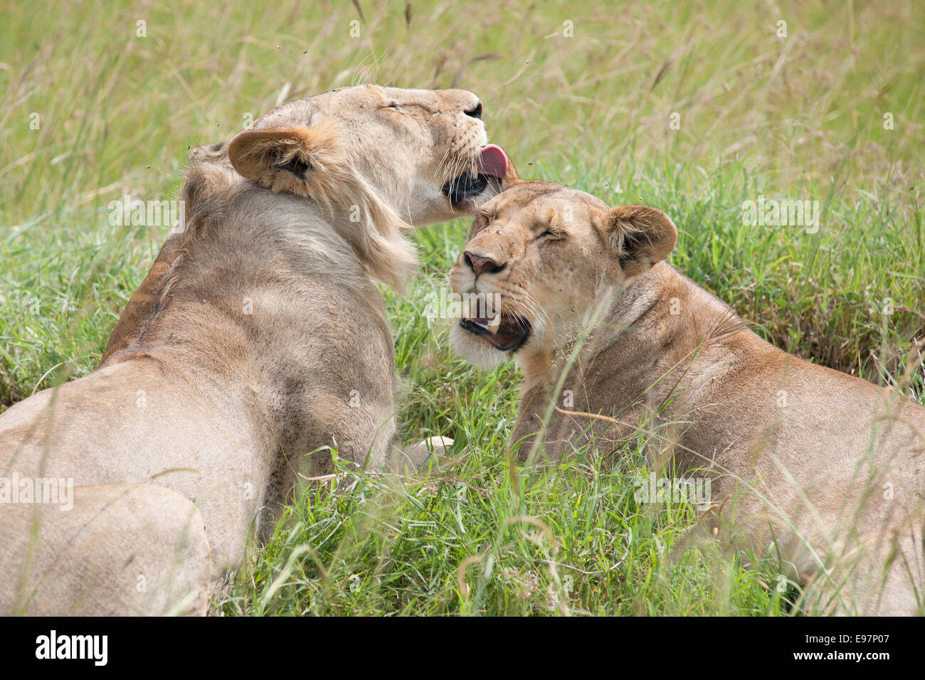 lion the king in the savanna of africa Stock Photo Alamy