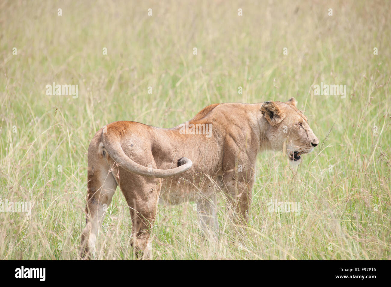 lion the king in the savanna of africa Stock Photo Alamy