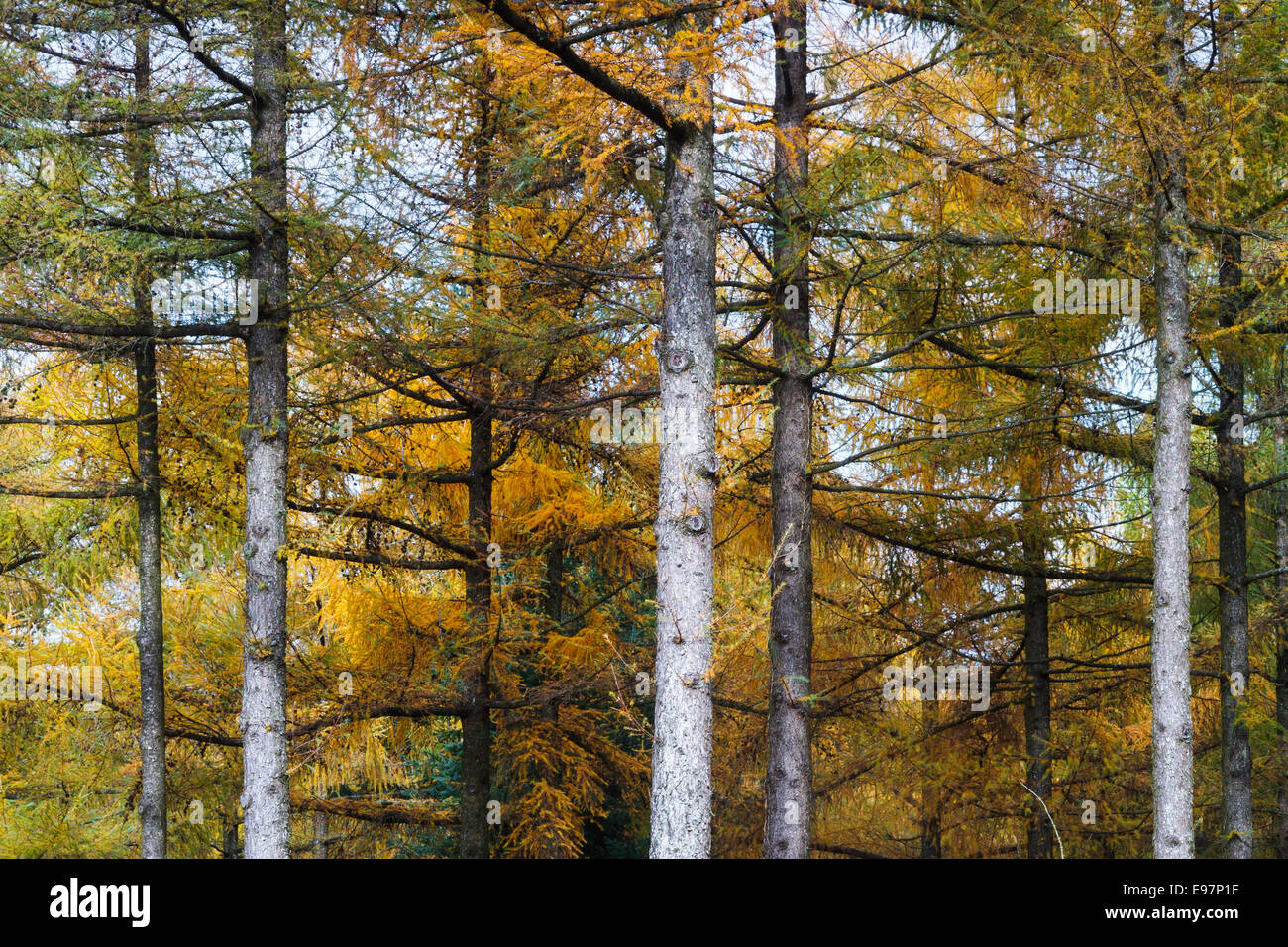 European larch (Larix decidua) forest in autumn. Gorbeia Natural Park. Biscay, Basque Country, Spain, Europe. Stock Photo
