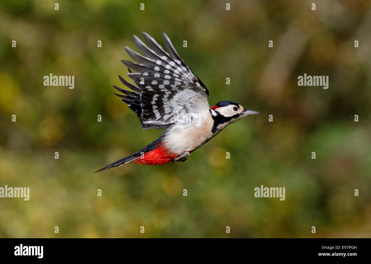 Great-spotted woodpecker, Dendrocopos major, single male in flight, Warwickshire,  October 2014 Stock Photo