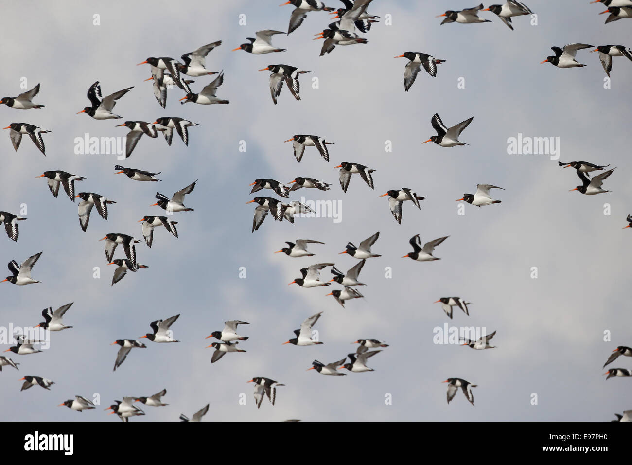 Oystercatcher, Haematopus ostralegus,  flock of bird in flight, Lancashire, October 2014 Stock Photo