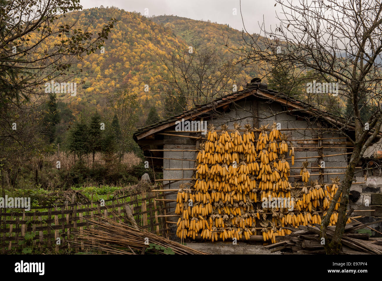 Corn hangs in a village below the Li Zi Ping Forest Reserve in Sichuan Province, China. (Photo by Ami Vitale) Stock Photo