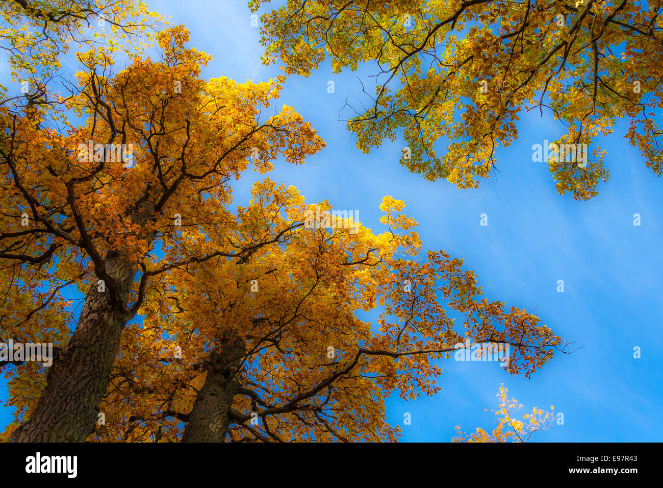 Gold trees hi-res stock photography and images - Alamy