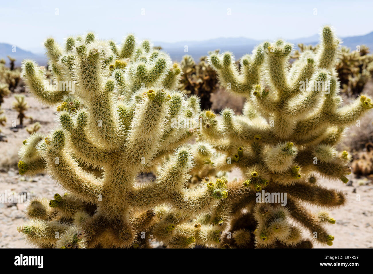Cholla cactus (Cylindropuntia bigelovii) in the Cholla Cactus Garden, Joshua Tree National Park, Southern California, USA Stock Photo