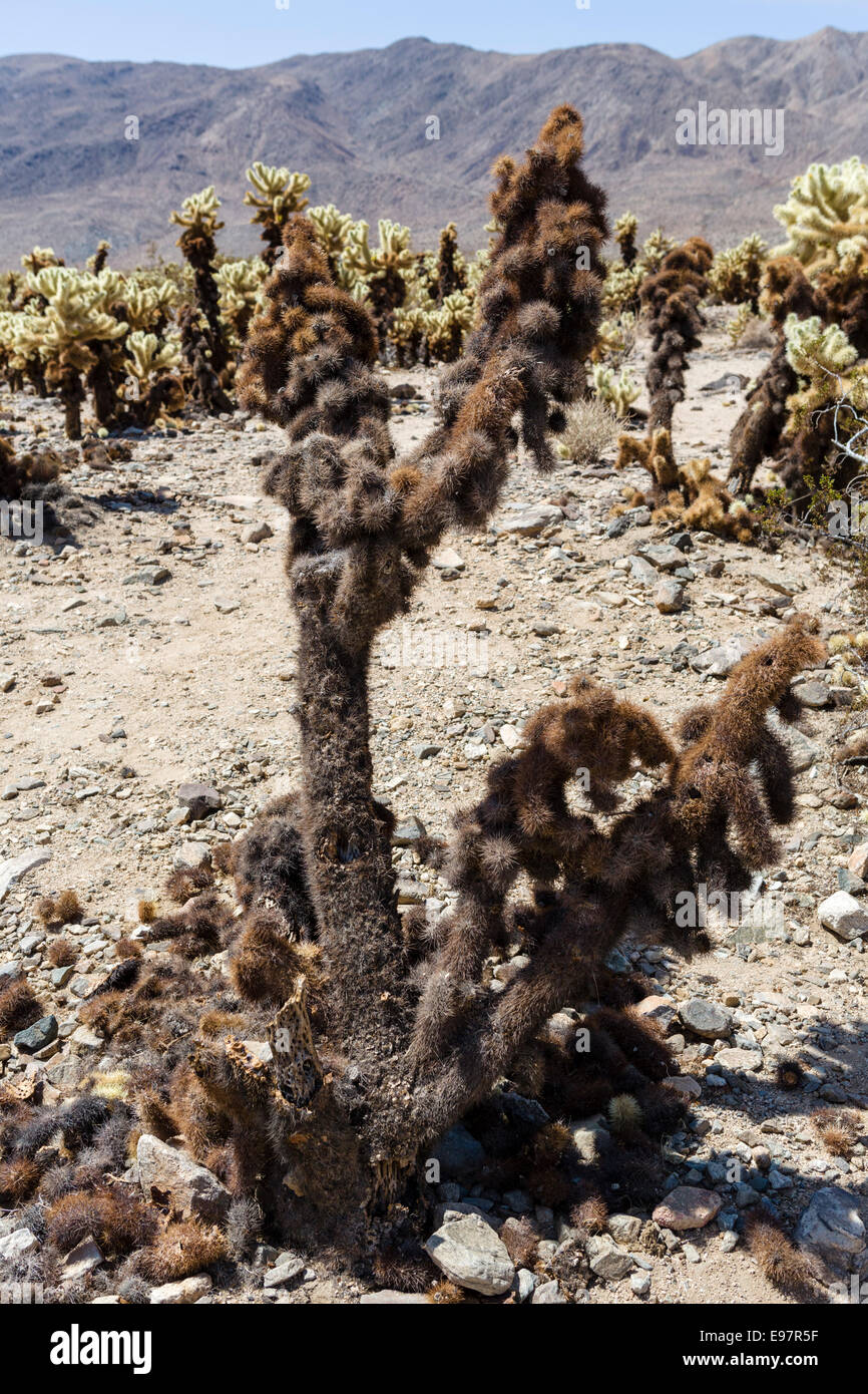 Burnt Cholla cactus (Cylindropuntia bigelovii) in the Cholla Cactus