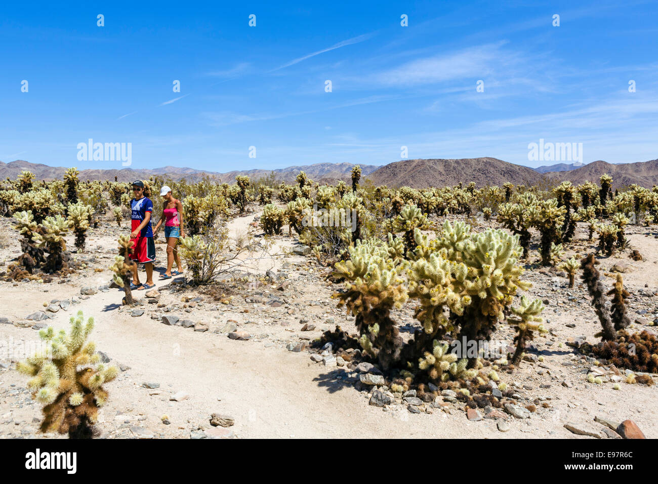 Couple on the loop trail in the Cholla Cactus Garden, Joshua Tree National Park, Southern California, USA Stock Photo