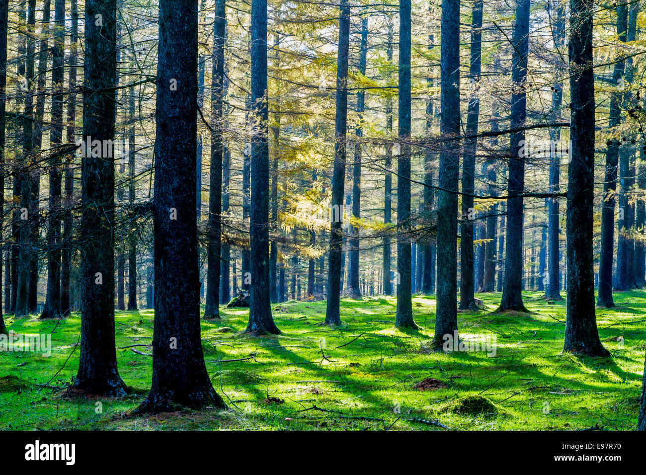 European larch (Larix decidua) forest in autumn. Gorbeia Natural Park. Biscay, Basque Country, Spain, Europe. Stock Photo