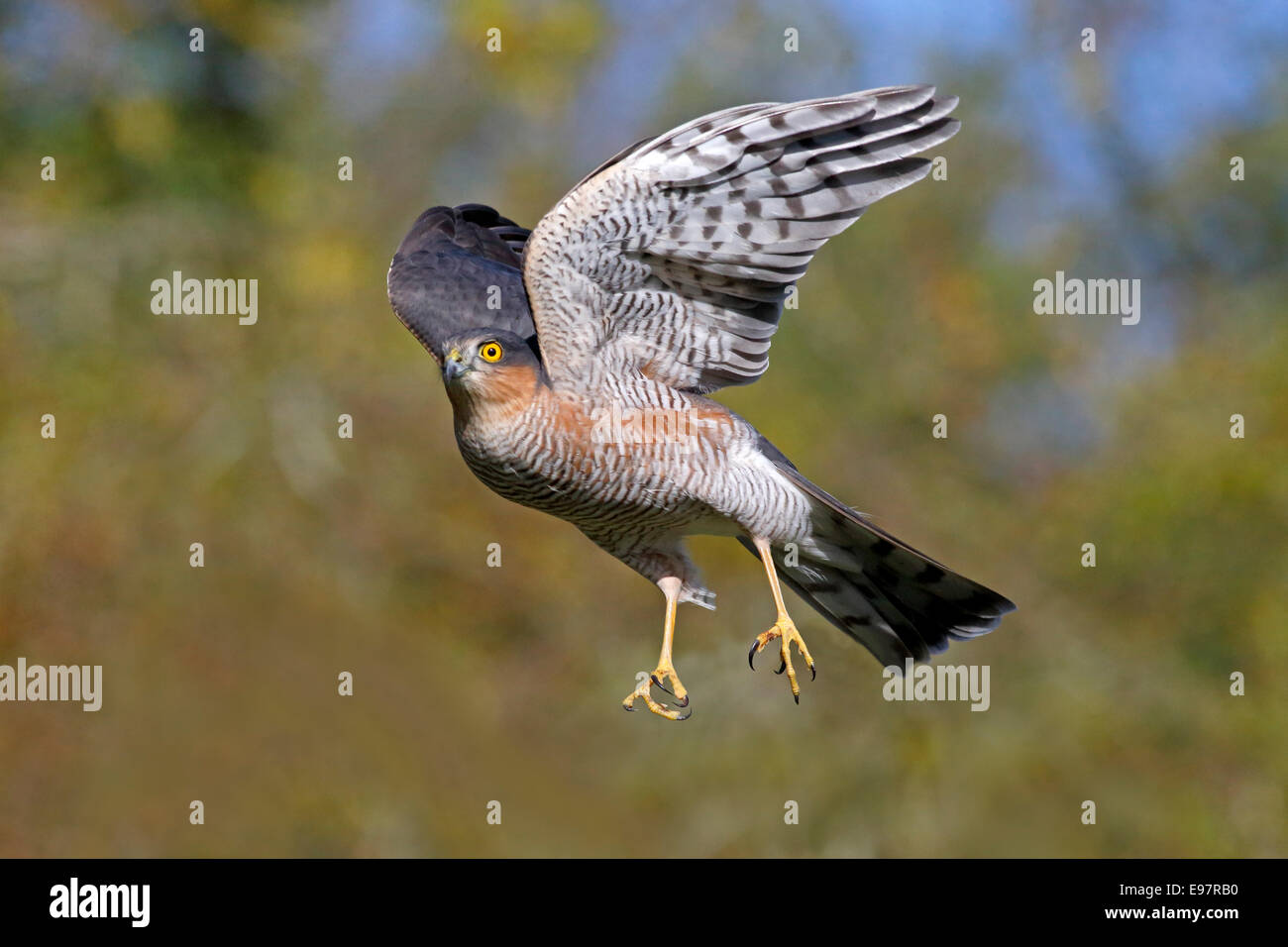 Sparrowhawk, Accipiter nisus, single male bird in flight, Warwickshire, October 2014 Stock Photo