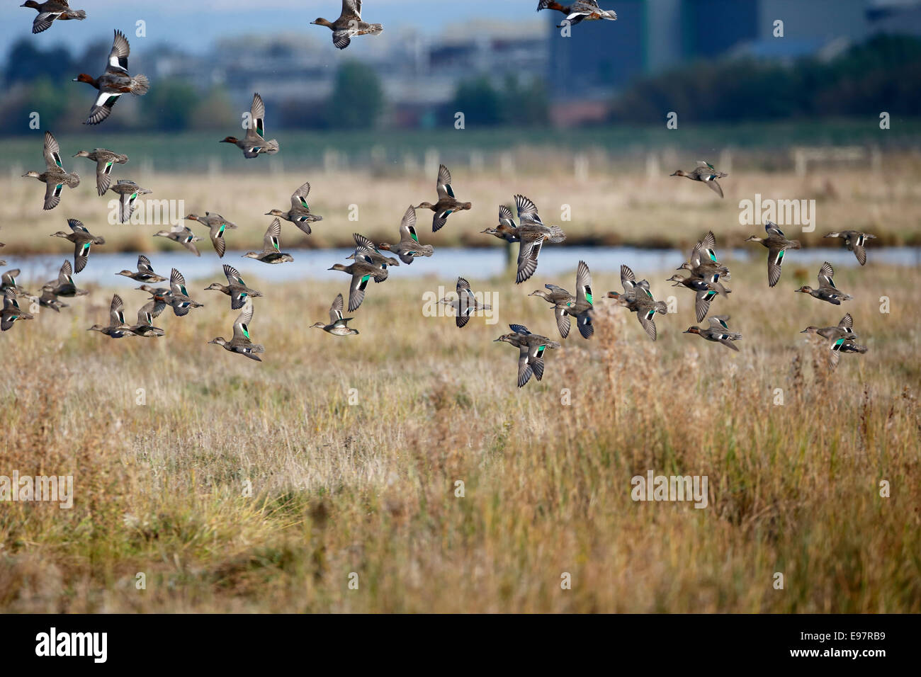 Teal, Anas crecca, flock of birds in flight, Lancashire, October 2014 Stock Photo