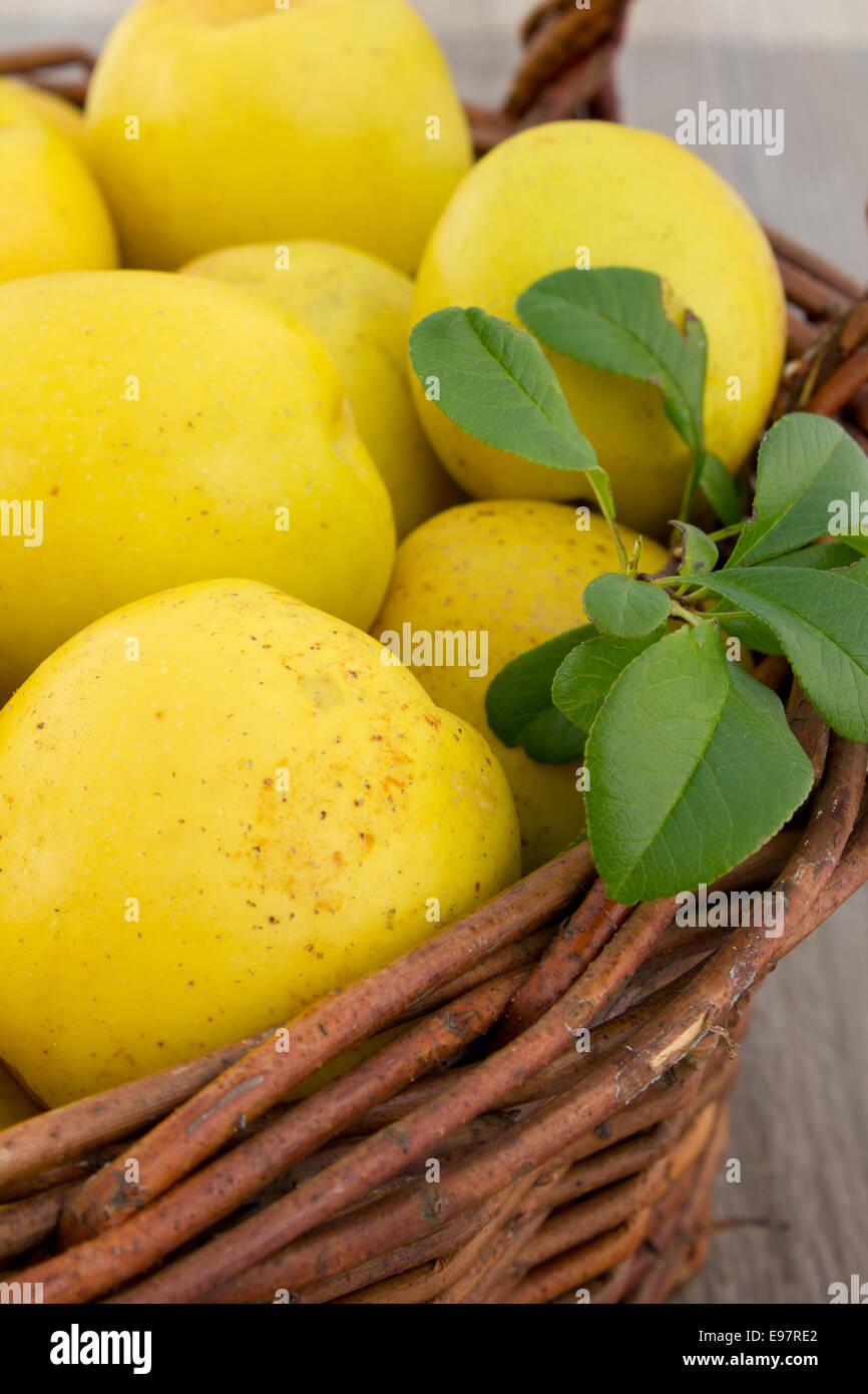 Basket with quince Stock Photo - Alamy