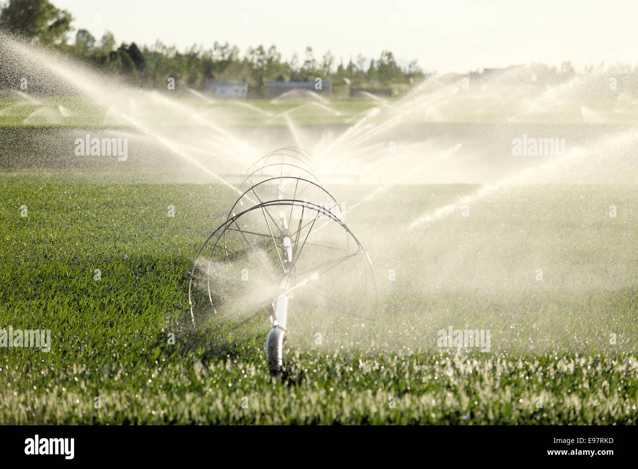 Farm irrigation using a wheel line sprinkler system Stock Photo