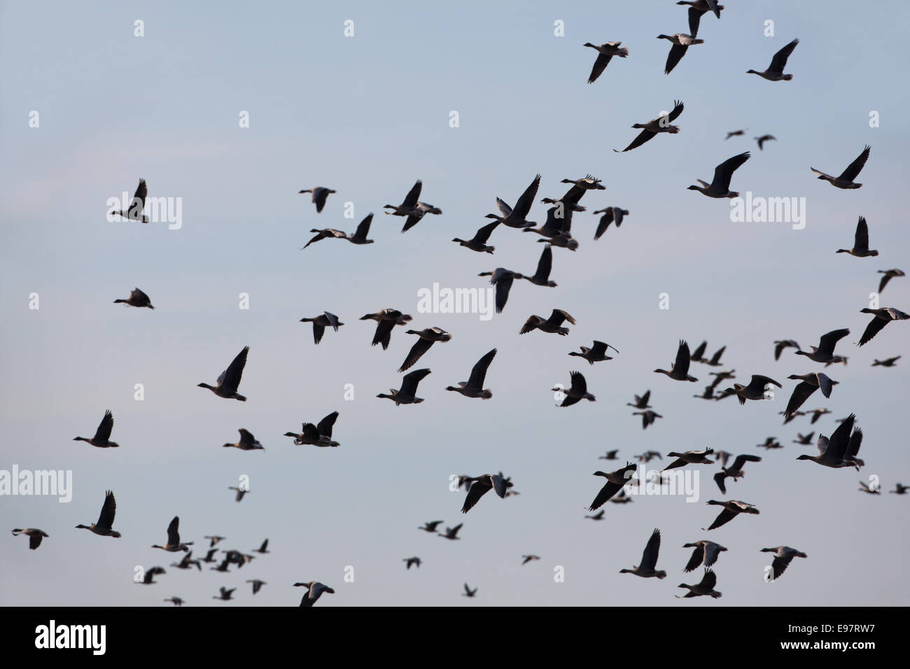 Pink-footed Geese (Anser brachyrhynchus).  Skeins, in near silhouette,  sustained flight. Evening light. Stock Photo