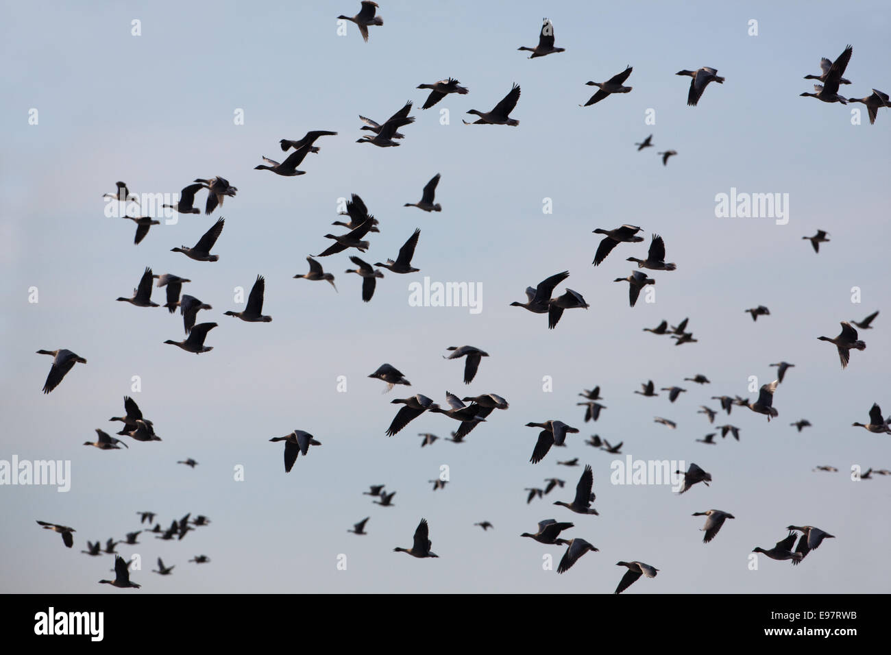 Pink-footed Geese (Anser brachyrhynchus).  Skeins, in near silhouette,  sustained flight. Evening light. Martin Mere. WWT Centre Stock Photo