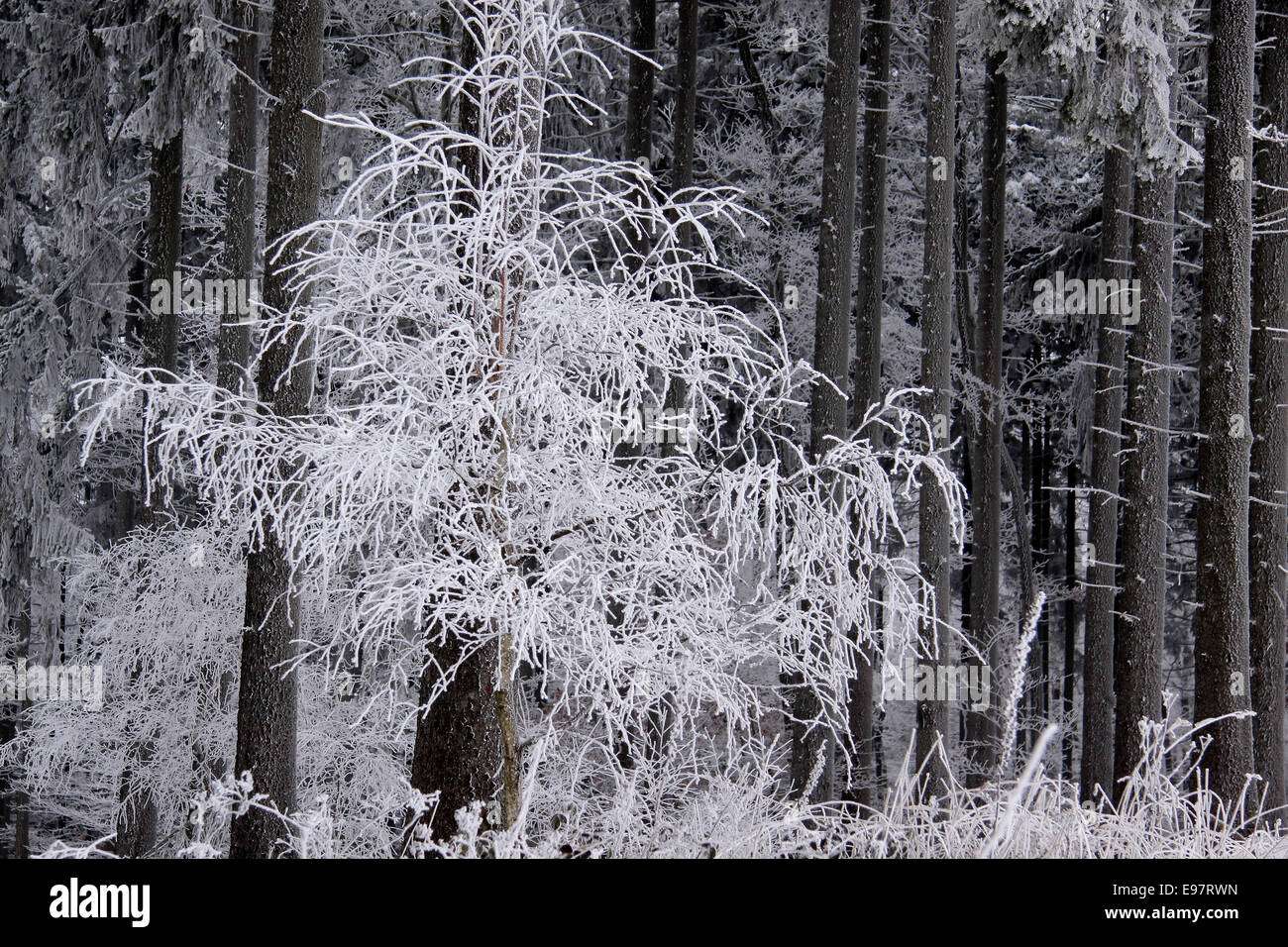Snow covered wintry forest at Engenhahn in the Taunus mountains, Hesse, Germany Stock Photo