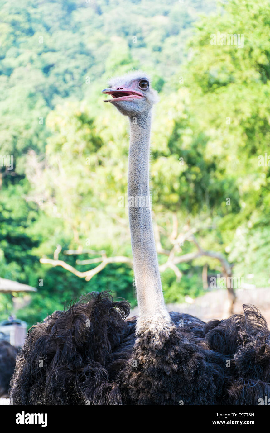 Wildlife Ostrich on the zoo in thailand Stock Photo