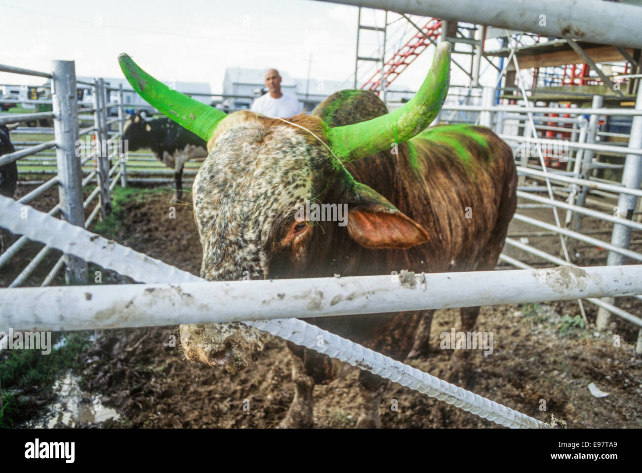 ANGOLA, LA – JANUARY1: The annual Angola Prison Rodeo is held in Angola ...