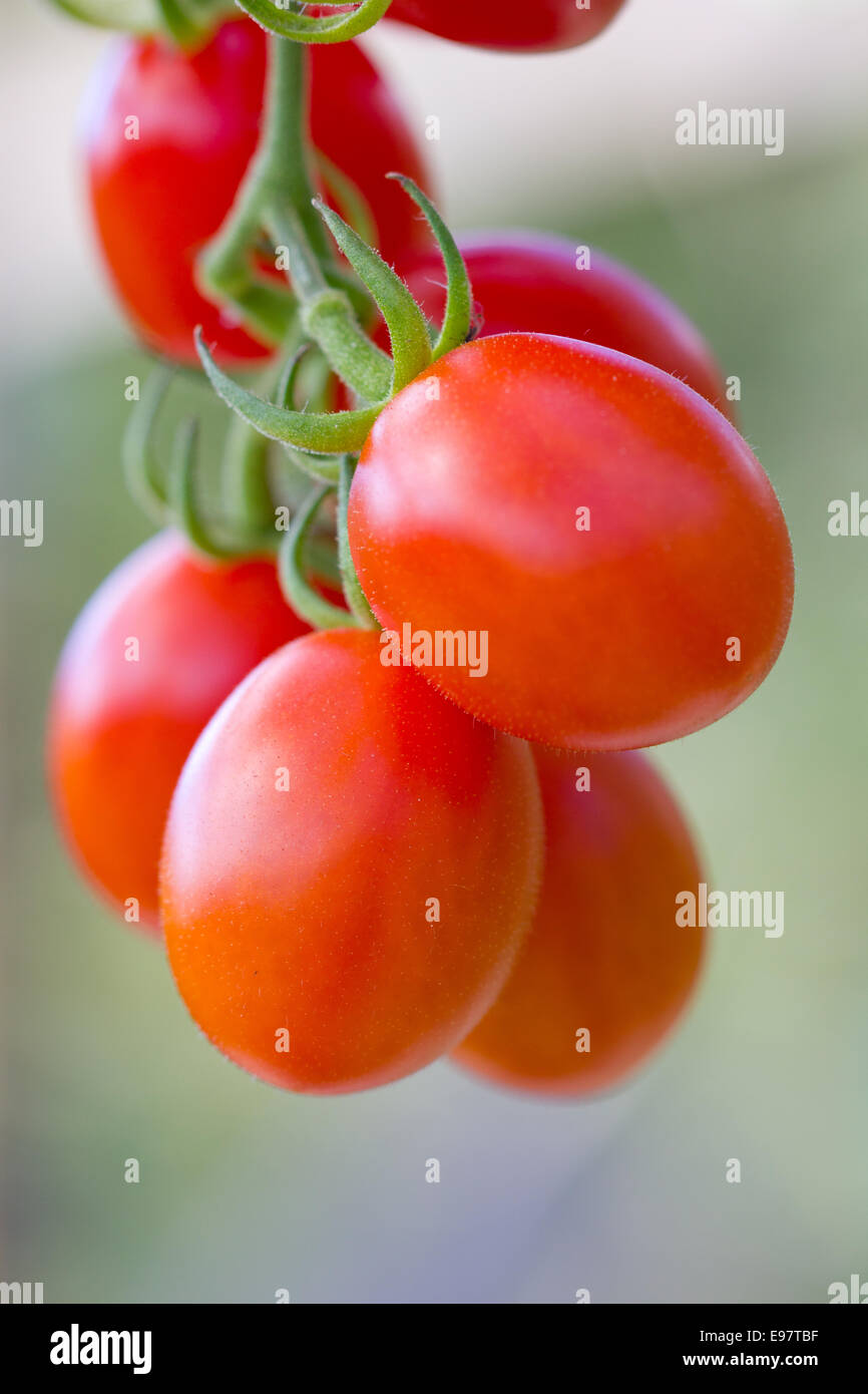 red Grape tomatoes Stock Photo Alamy