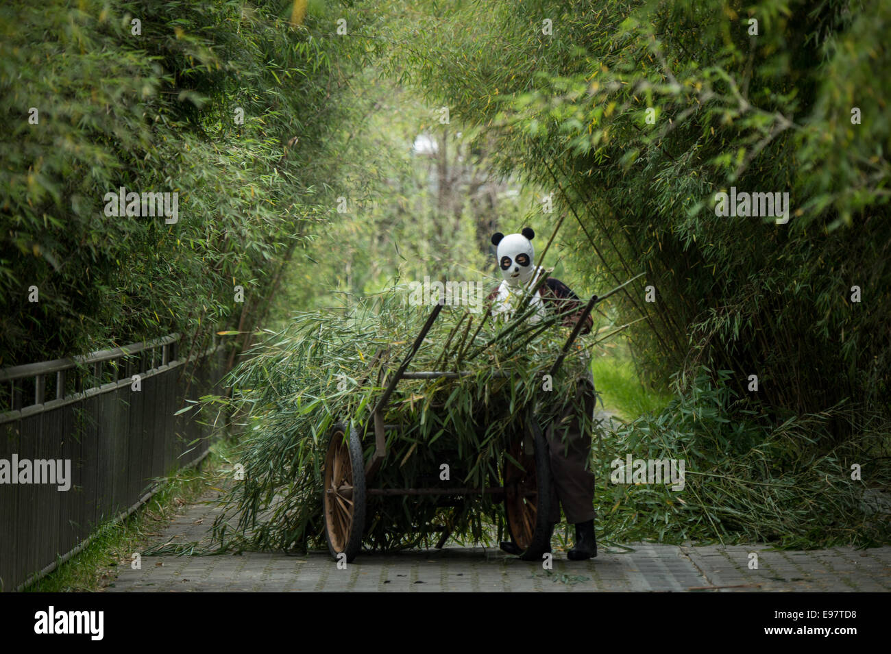 A caretaker brings bamboo into the enclosure of a Giant panda that is being trained for release into the wild at the Wolong Natu Stock Photo