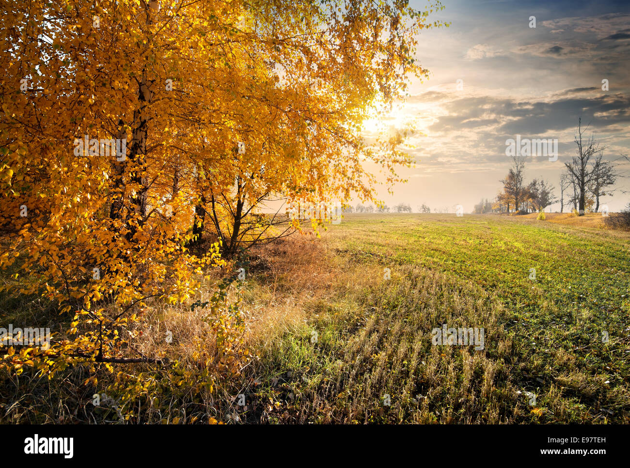 Autumn field and yellow leaves on the trees Stock Photo