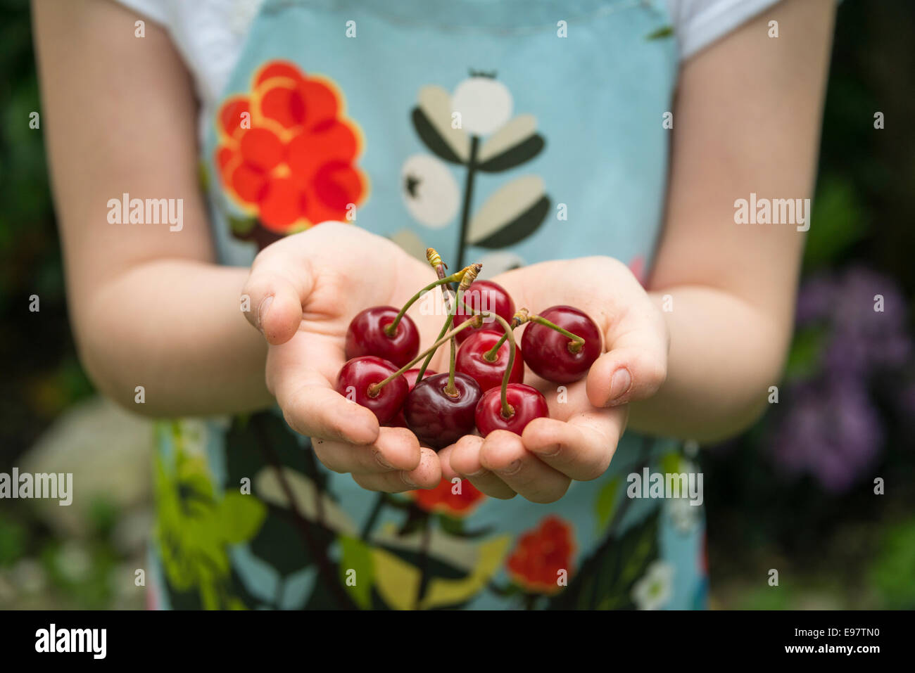 Girl holding cherries in her hands Stock Photo