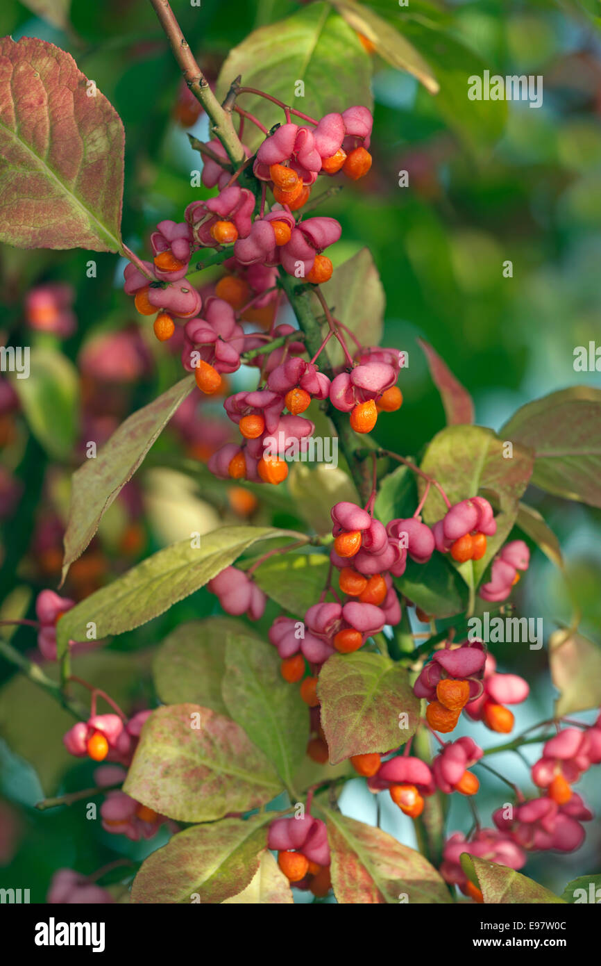 Spindle Euonymus europacus berries in mixed hedgerow Stock Photo
