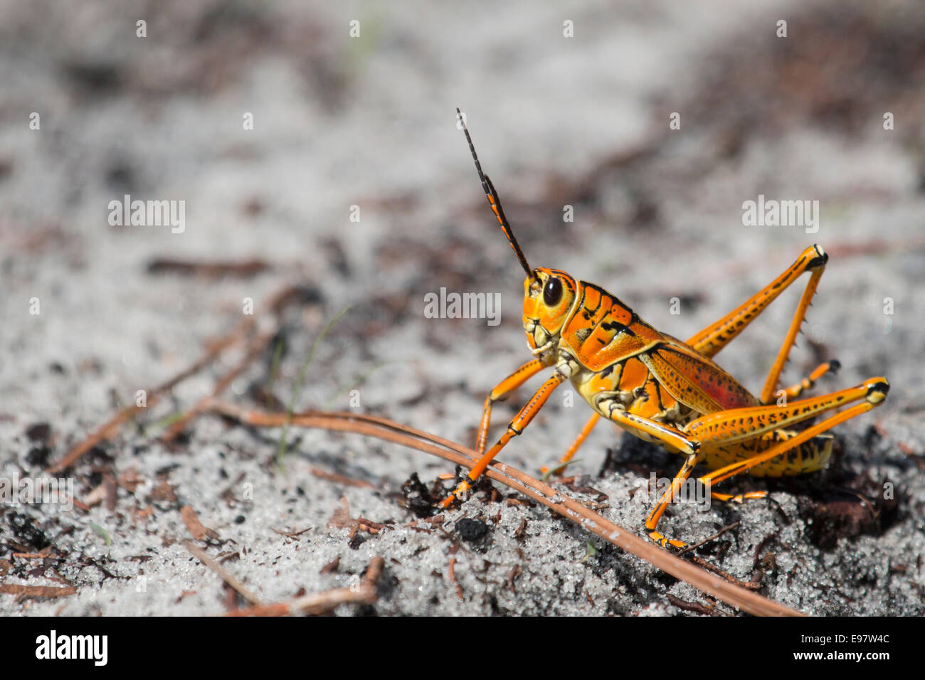 Lubber grasshopper - Romalea guttata Stock Photo - Alamy