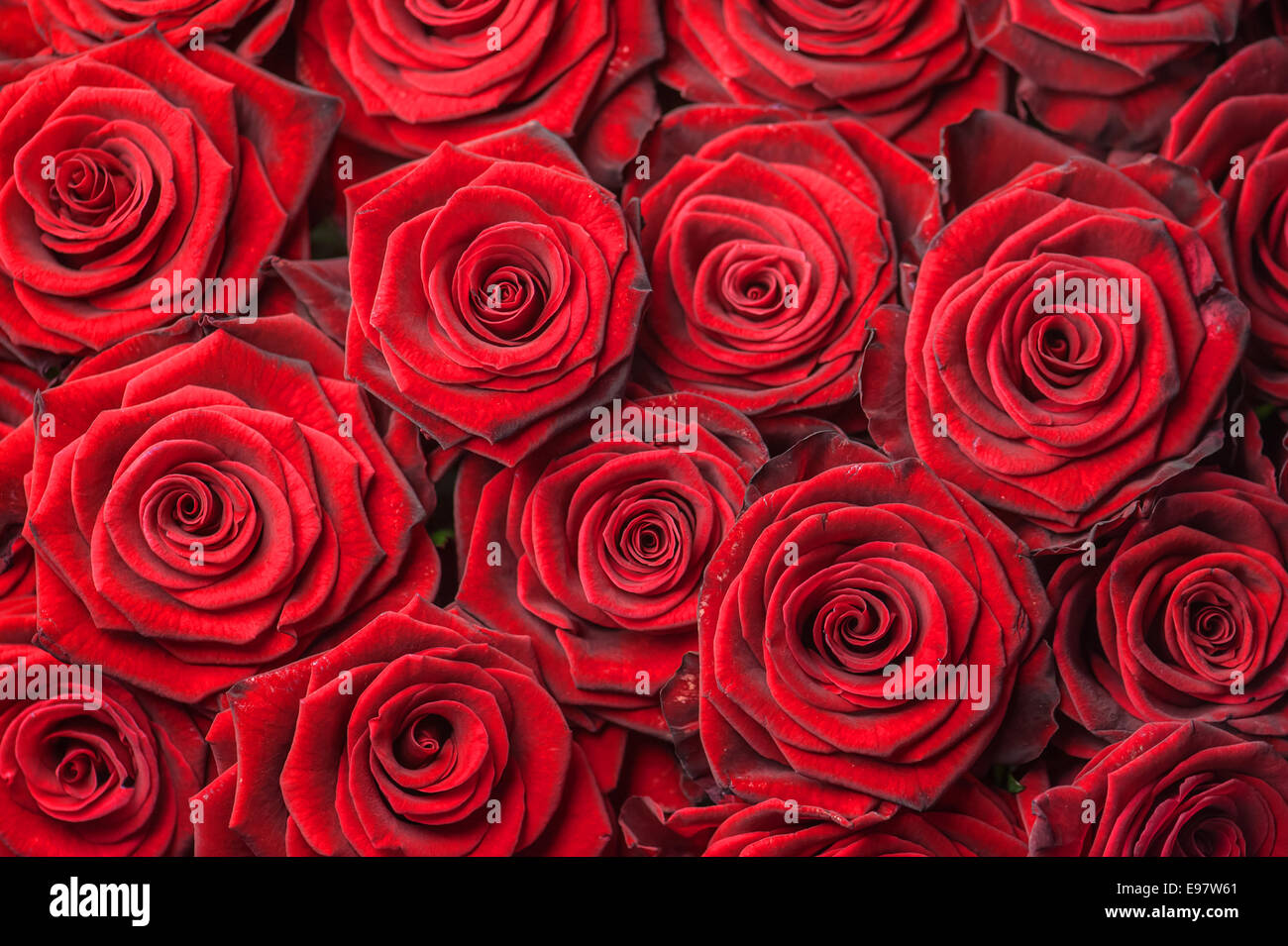 red rose pattern close up Stock Photo