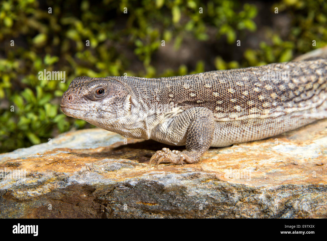 Desert Iguana Dipsosaurus High Resolution Stock Photography and Images ...